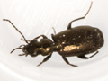 Syntomus foveatus